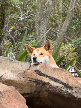 Australian dingo resting on a rock ledge in natural habitat