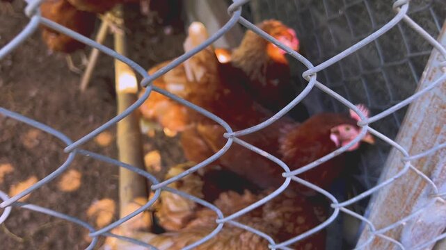 THAILAND - SEPTEMBER 12, 2026: Countryside livestock farming featuring domestic Asian water buffaloes, wild boars in enclosures, and chickens behind wire mesh fencing.