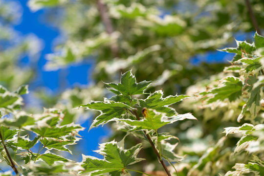 Bright sunlight filters through the lush green leaves of Acer platanoides Drummondii showcasing their unique variegation