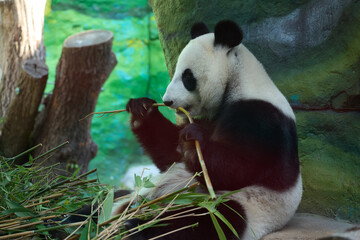 giant panda gently gripping a long bamboo stalk between its paw and mouth, set against a lush green backdrop with a weathered tree stump softly blurred behind it.  © m.zh