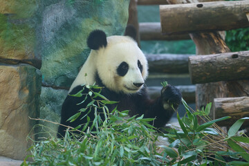 Giant panda holding long bamboo stalk in zoo enclosure, cinematic close-up, calm expression, lush green natural backdrop. © m.zh