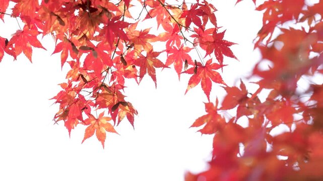 風に揺れる紅葉を撮影した4Kスローモーション動画	
