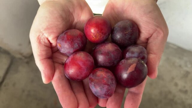 Fresh red and purple plums held in cupped hands. Close up of harvested ripe fruit, healthy organic produce, autumn harvest, natural food, garden fresh
