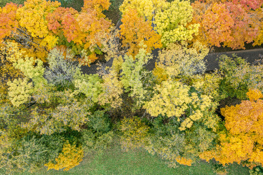 treetops with bright multicolored foliage. aerial top view of city park in autumn.