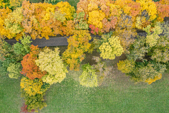 aerial top view of park trees with yellow and orange foliage on green lawn.