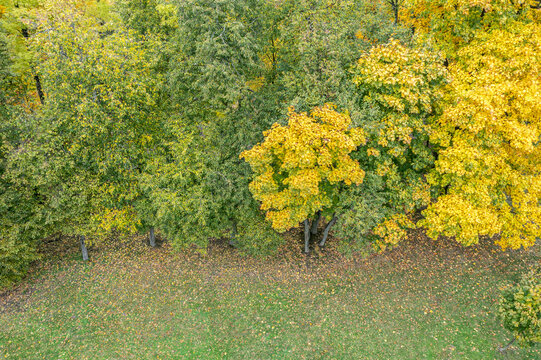 autumn park scenery with colorful deciduous trees on green lawn, covered by fallen yellow leaves. aerial photo.