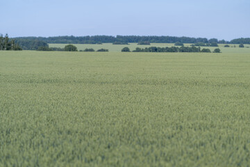 Fototapeta premium Endless green fields stretch under a clear blue sky inviting tranquility and wonder at the beauty of nature