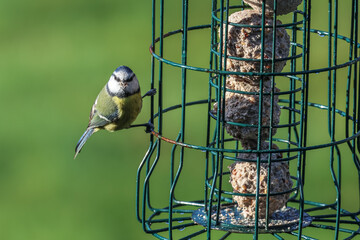 Blue tit clinging to a bird fat ball feeder. The Eurasian blue tit (Cyanistes caeruleus) is a small passerine bird in the tit family, Paridae. © yujie
