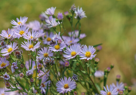 Symphyotrichum novi-belgii (formerly Aster novi-belgii), commonly called New York aster, is a species of flowering plant. 