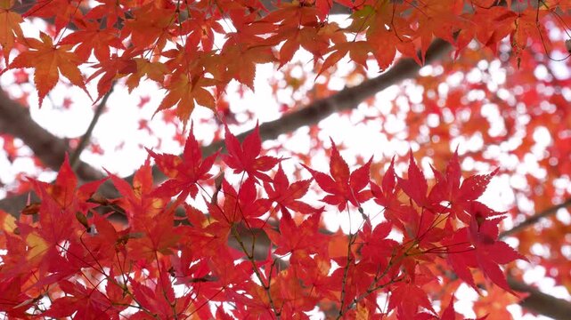 風に揺れる紅葉を撮影した4Kスローモーション動画	
