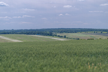 Fototapeta premium Vast green fields stretch under a soft sky revealing nature's beauty and tranquility at midday in a serene countryside landscape
