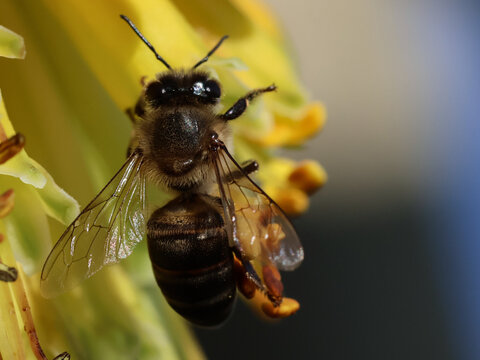 bee on yellow flower