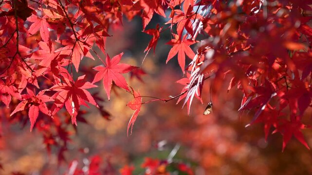 風に揺れる紅葉を撮影した4Kスローモーション動画	
