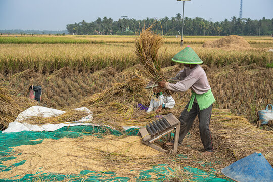 Indonesian farmer wearing traditional conical hat manually threshing Oryza sativa rice crop in rural paddy field. Agricultural harvest activity, countryside lifestyle, food production labor, Asia