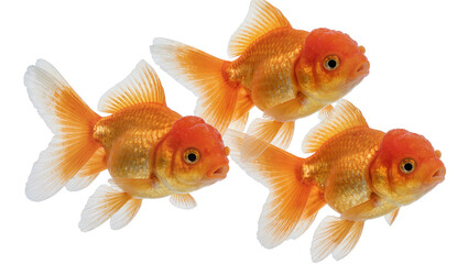 Three orange goldfish with white fins swimming together, isolated on transparent background © Sorin