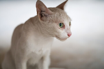 Cat with striking green eyes observing its surroundings in a softly lit indoor environment during a quiet moment of contemplation. © Aerials Wind