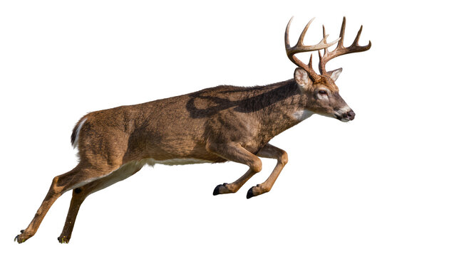 Majestic buck with large antlers leaping, isolated on transparent background