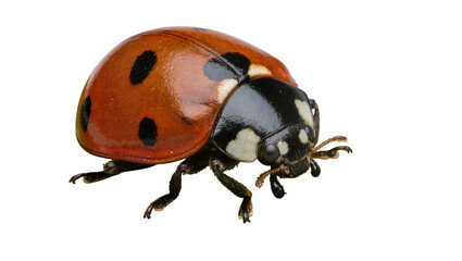 Red ladybug with black spots, isolated on transparent background © Corotaev