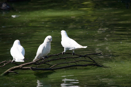 the thtee little corellas are resting on branches over the water