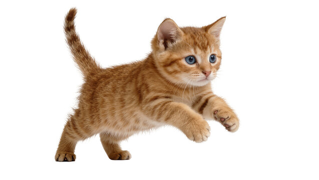 Orange tabby kitten with blue eyes playing, isolated on transparent background
