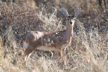 Steenbok antelope amidst golden vegetation in the Kalahari © Cynthia