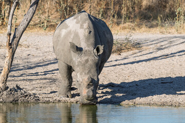 White rhino drinking from waterhole in Africa © Cynthia