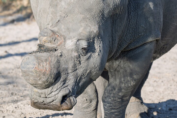 White rhino with horn removed in landscape orientation for conservation in Africa © Cynthia