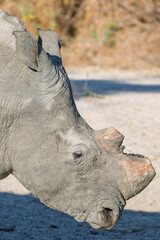 Close up portrait of white rhino with horn removed for conservation in Africa © Cynthia