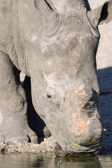 Close up portrait of white rhino with horn removed for conservation in Africa © Cynthia