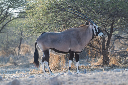 Oryx profile standing in arid Kalahari landscape in Africa