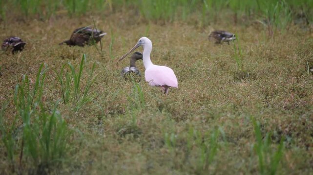 Roseate spoonbill wading through grassy marshland wetland habitat.