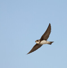 Fototapeta premium Sand Martin, Riparia riparia