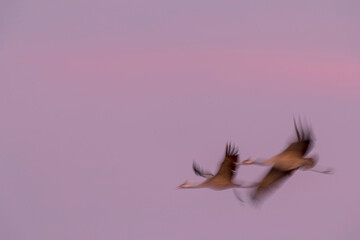 Fototapeta premium Common Crane, Grus grus