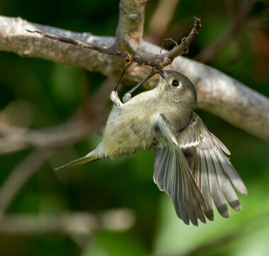 Ruby-crowned Kinglet, Regulus calendula