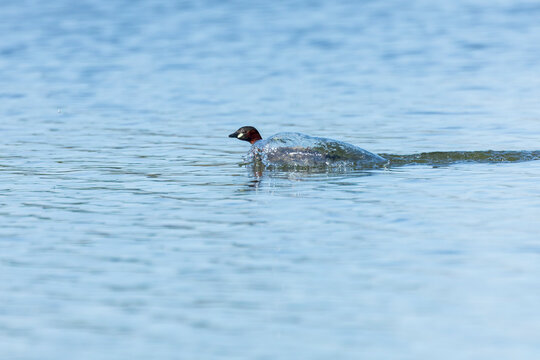 Little Grebe, Tachybaptus ruficollis
