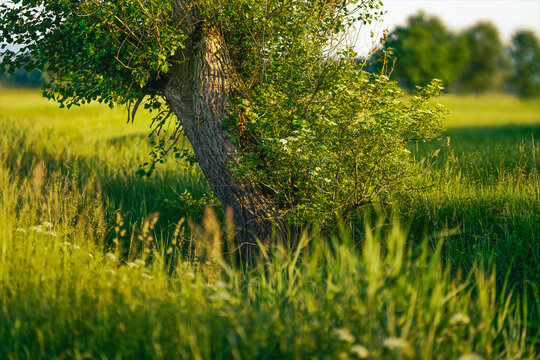 Friedliche Abendstimmung im Sommer im Weilheimer Moos, Weilheim, Bayern, Deutschland, Europa