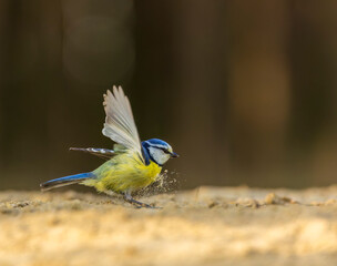 Blue Tit, Cyanistes caeruleus © Marc