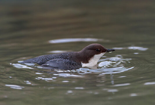 White-throated Dipper, Cinclus cinclus