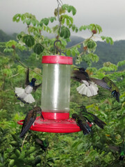 Fototapeta premium White-necked jacobin, Florisuga mellivora