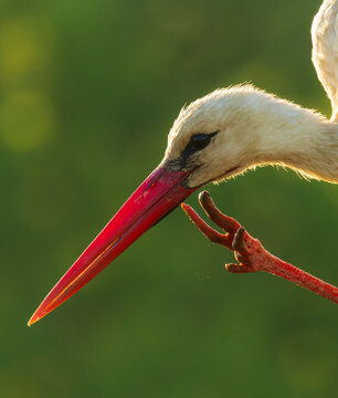 White Stork, Ciconia ciconia