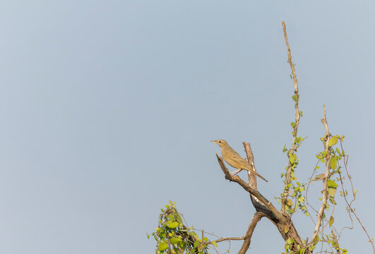 Long-billed Pipit, Anthus similis