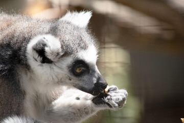 the ring tailed lemur is eating fruit © susan flashman