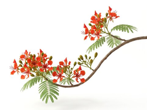 Royal poinciana flower branch isolated on white background