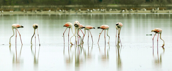 Greater Flamingos Synchronized Feeding in Shallow Lagoon © Suleman