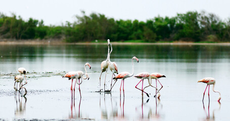 Greater Flamingos Displaying Mating Behavior and Water Splash © Suleman