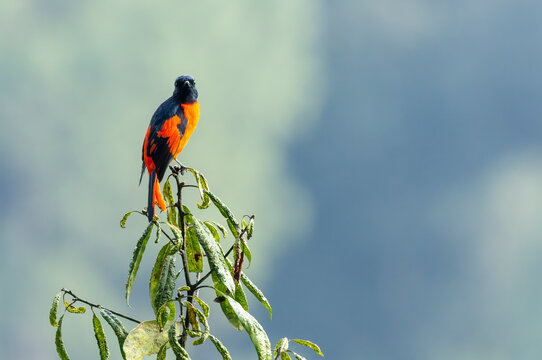 Scarlet Minivet, Pericrocotus speciosus