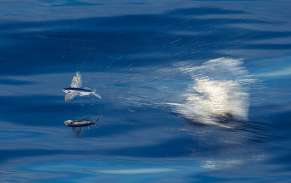 Flying fish (Exocoetidae species)