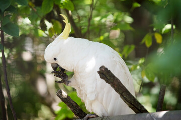 The sulphur crested cockatoo is eating fruit © susan flashman