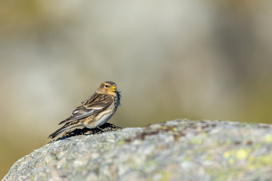 Twite, Carduelis flavirostris