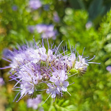 Bienenfreund,  Phacelia, Bl&uuml;ten in einer Nahaufnahme